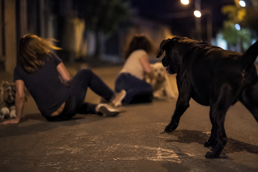 Cão solto derruba duas mulheres, deixa psicóloga ferida e caso vai à polícia