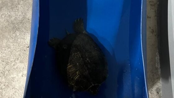 Tartaruga é apreendida durante operação em Araçatuba