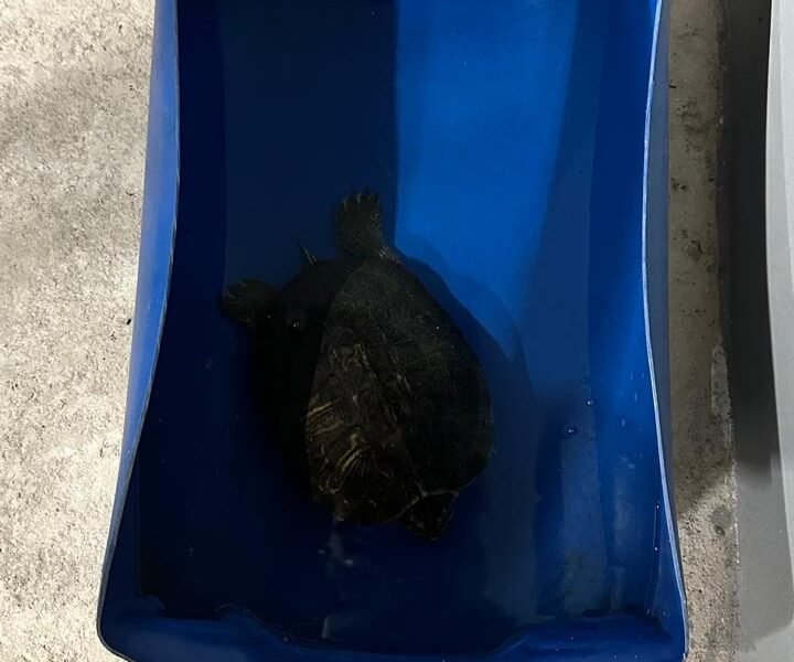 Tartaruga é apreendida durante operação em Araçatuba