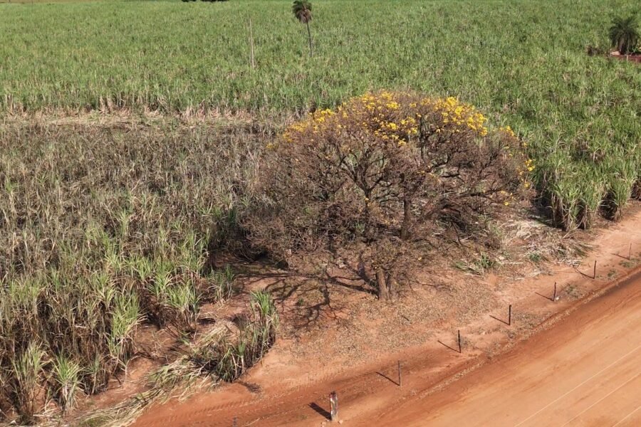 Adolescente de 17 anos é identificada após ser encontrada morta em Penápolis