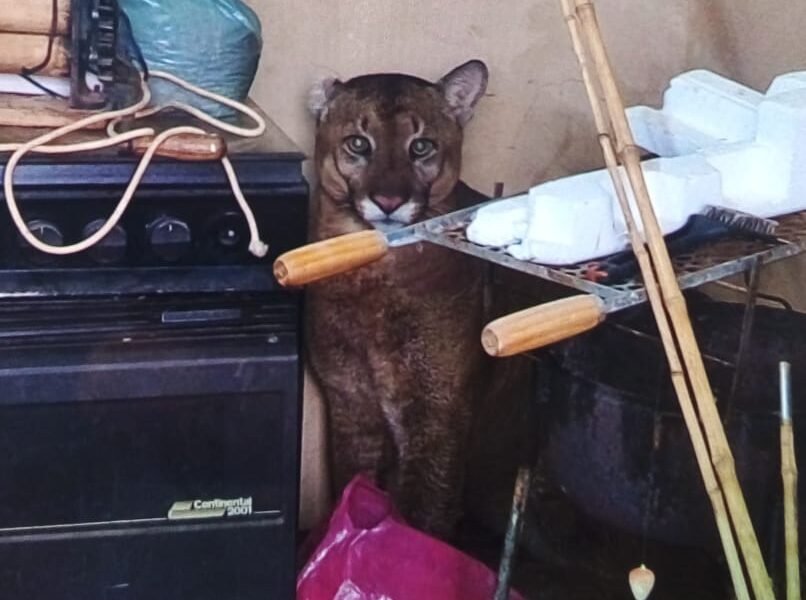 Onça-parda é capturada dentro de casa em Birigui