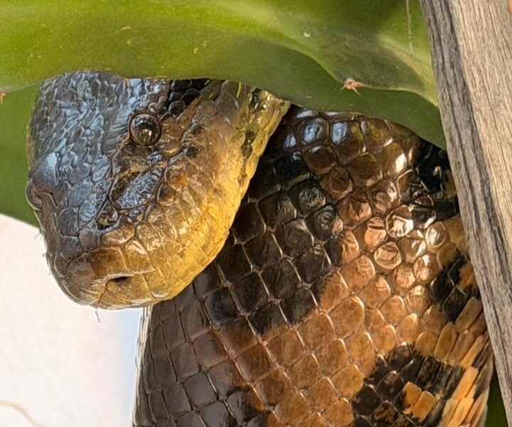 Sucuri de 5 metros é capturada dentro de casa em Buritama