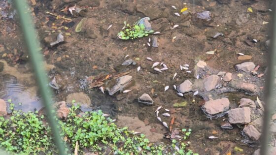 Prefeitura aponta possível descarte após peixes mortos no Machadinho