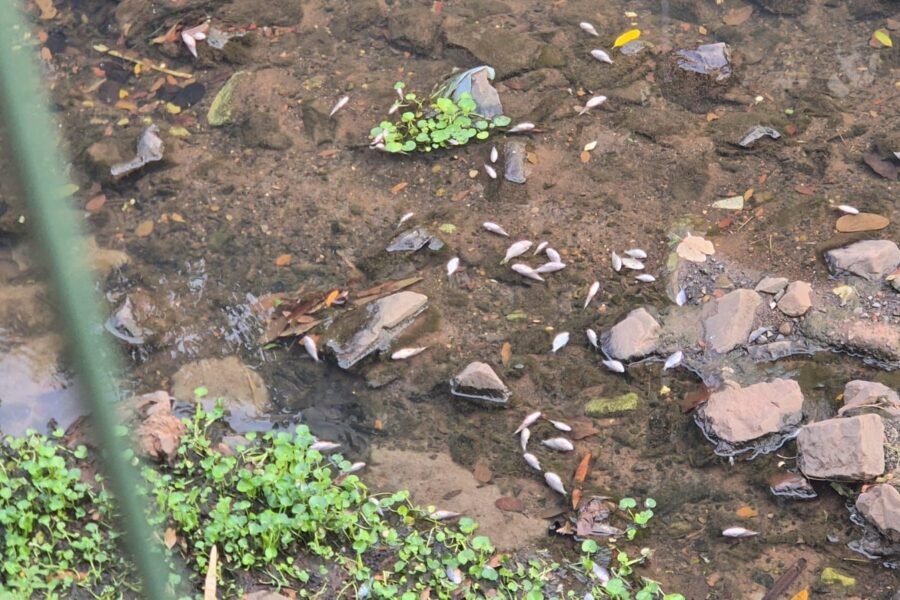 Prefeitura aponta possível descarte após peixes mortos no Machadinho