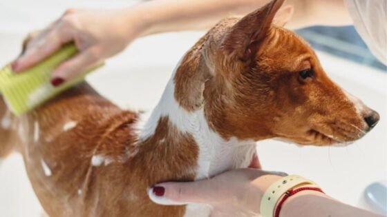 Setor pet registra 61 novas empresas em Araçatuba e cresce 13%