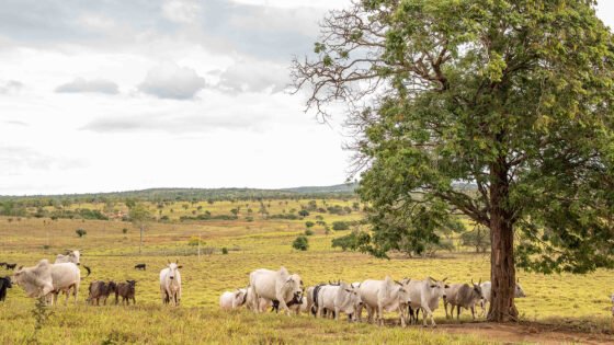 TJ mantém condenação de produtor rural por danos ambientais