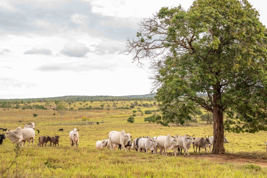 TJ mantém condenação de produtor rural por danos ambientais