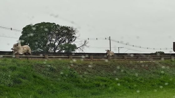 Bois escapam de frigorífico e interditam rodovia em Araçatuba