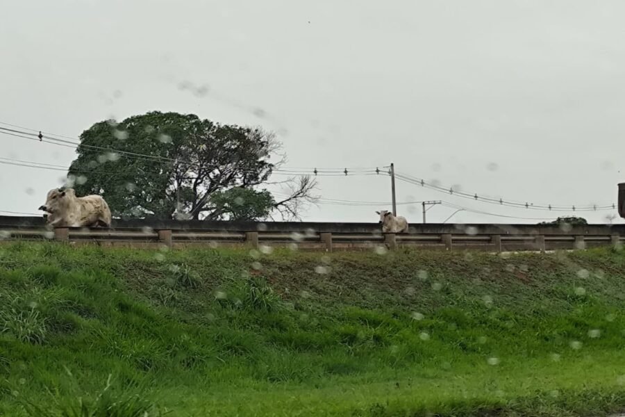 Bois escapam de frigorífico e interditam rodovia em Araçatuba