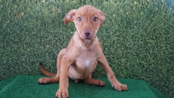 Araçatuba oferece vacinação gratuita contra raiva para cães e gatos